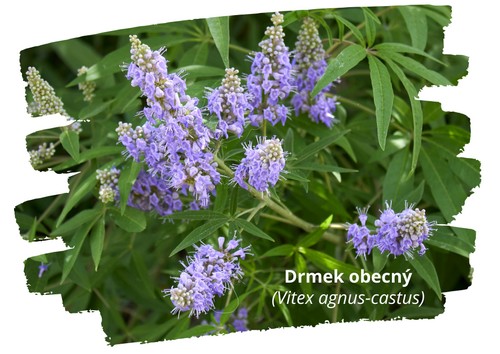 Drmek obecný